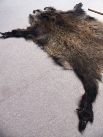 Wild Boar Skin L (18)