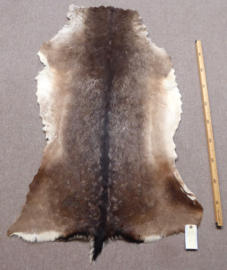Fallow Deer Hide (80)