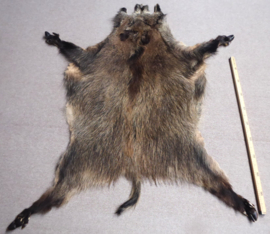 Wild Boar Skin L (17)