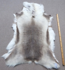 Reindeer Hide (37)