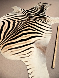 Zebra Hide Burchell A Grade (10)