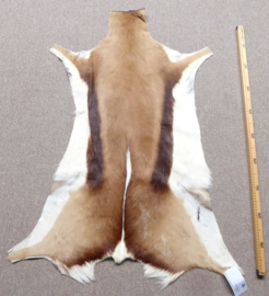 Springbok Hide (10)