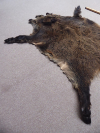 Wild Boar Skin M/L (16)