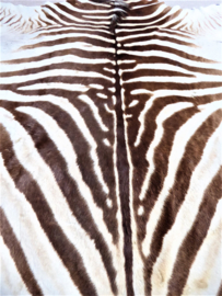 Zebra Hide Burchell C Grade (14)