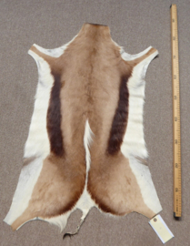 Springbok Hide (5)
