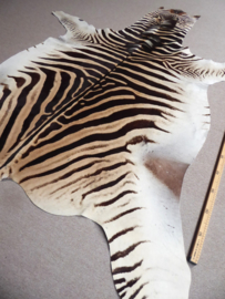 Zebra Hide Burchell A Grade (41)