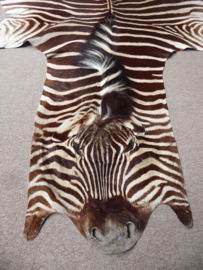Zebra Hide Burchell A Grade (2)