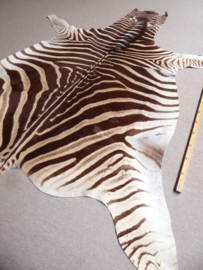 Zebra Hide Burchell A Grade (40)