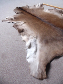 Red Deer Hide (3)