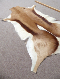 Springbok Hide (11)