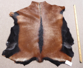 Goatskin (100)