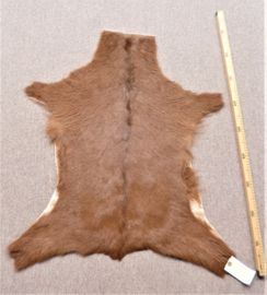 Goatskin (585)