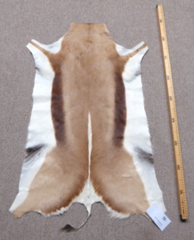 Springbok Hide (6)