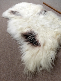 Spotted Icelandic Sheepskin L (102)