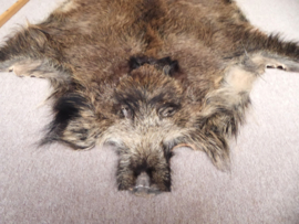Wild Boar Skin M/L (25)