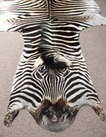 Zebra Hide Burchell A Grade (30)