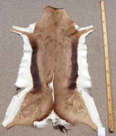 Springbok Hide (8)