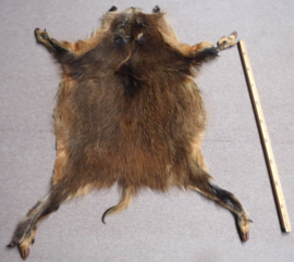 Wild Boar Skin M (14)