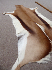 Springbok Hide (2)
