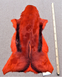 Springbokhuid Oranje (6)