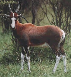 blesbok.png