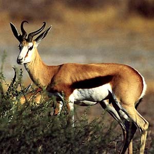 springbok1.png