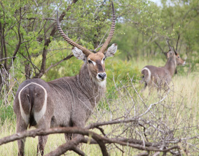 waterbok (2).jpg