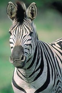 Zebra Hide with Ostrich Feather Trim