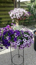 Hanging baskets workshops