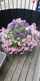 Hanging baskets workshops