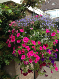 Hanging baskets workshops