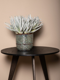 Ptmd aloe plant grey
