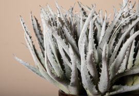 Ptmd aloe plant grey