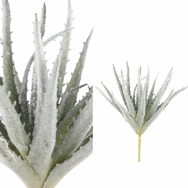 Ptmd aloe plant grey