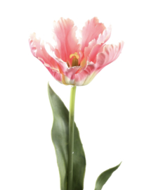 Ptmd tulp roze met blad