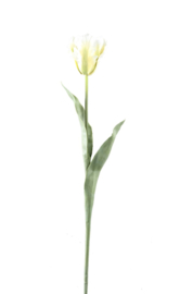 Ptmd tulp wit met blad