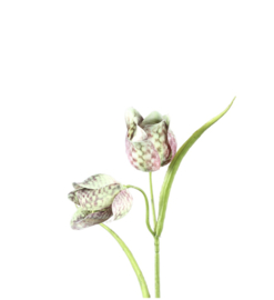 Ptmd fritillaria green flower kievitsbloem