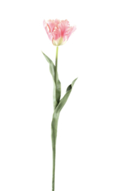 Ptmd tulp roze met blad