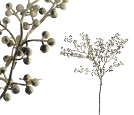 Ptmd berry tak grey