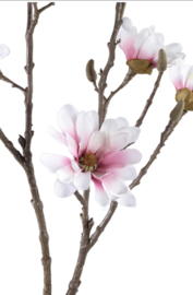 Ptmd magnolia tak roze