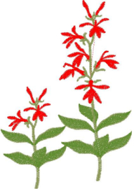 Gastendoekje, Handdoek of Baddoek met wilde Lobelia (Cardinal Flower)