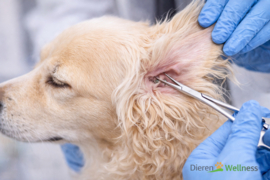 - Chirurgisch Oorpincet - Gebogen -