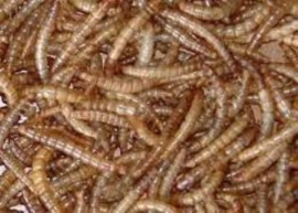 gedroogde meelwormen 1 Liter