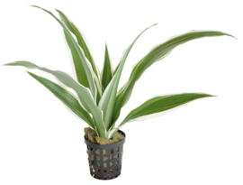 DRACAENA SANDERIANA WIT 5CM POT