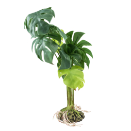 Monstera S - 15x15x28cm groen