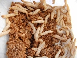 Wasmotten op Voedingsbodem verschillende maten ( ca 50 stuks )