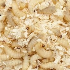 Wasmotten 250 gram ( Ca  400 - 500 stuks )