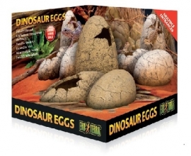 Dinosauer eggs