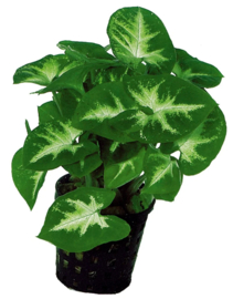 SYNGONIUM PIXII 5CM POT