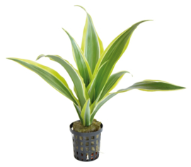 DRACAENA SANDERIANA GEEL 5CM POT